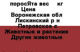 поросЯта вес 8-9кг › Цена ­ 2 500 - Воронежская обл., Лискинский р-н, Петровское с. Животные и растения » Другие животные   